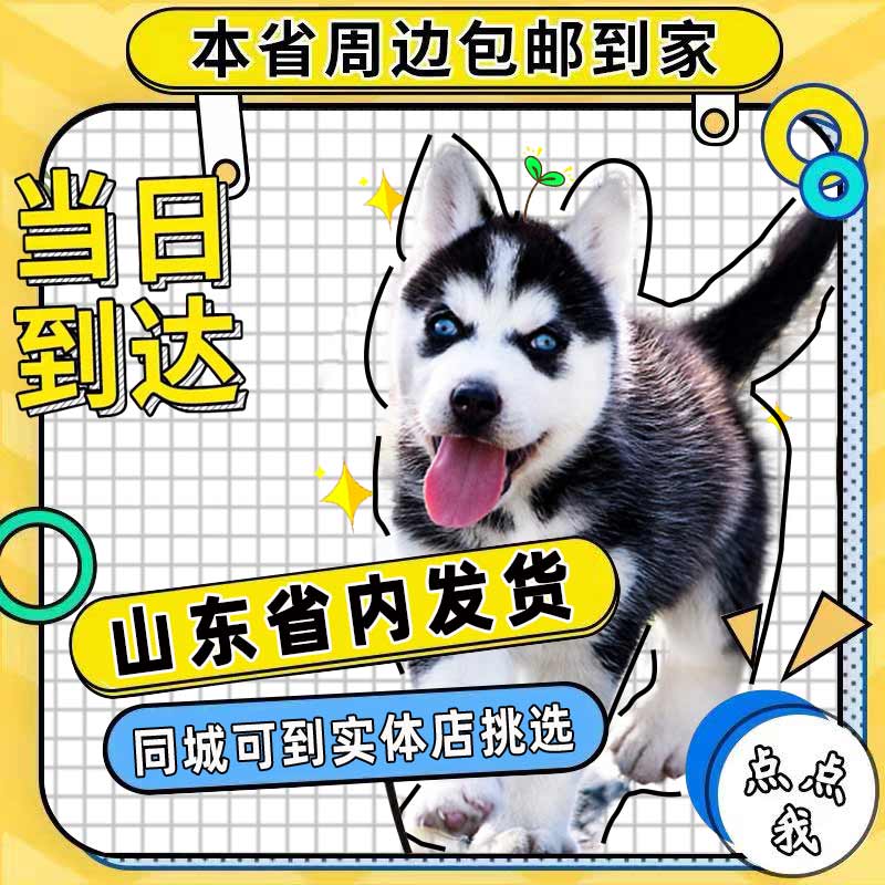 【山东犬舍】幼犬三把火双蓝眼小中型二哈西伯利亚雪橇犬宠物训练