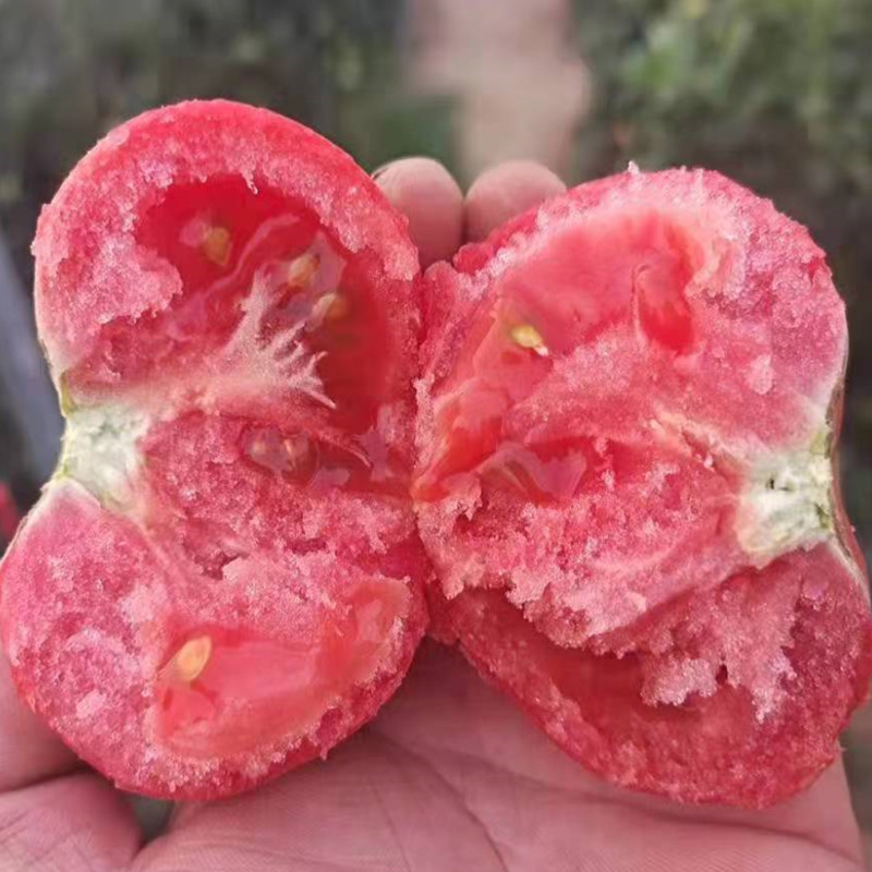 普罗旺斯即食生吃西红柿新鲜沙瓤番茄孕妇儿童水果粉柿子自然熟的