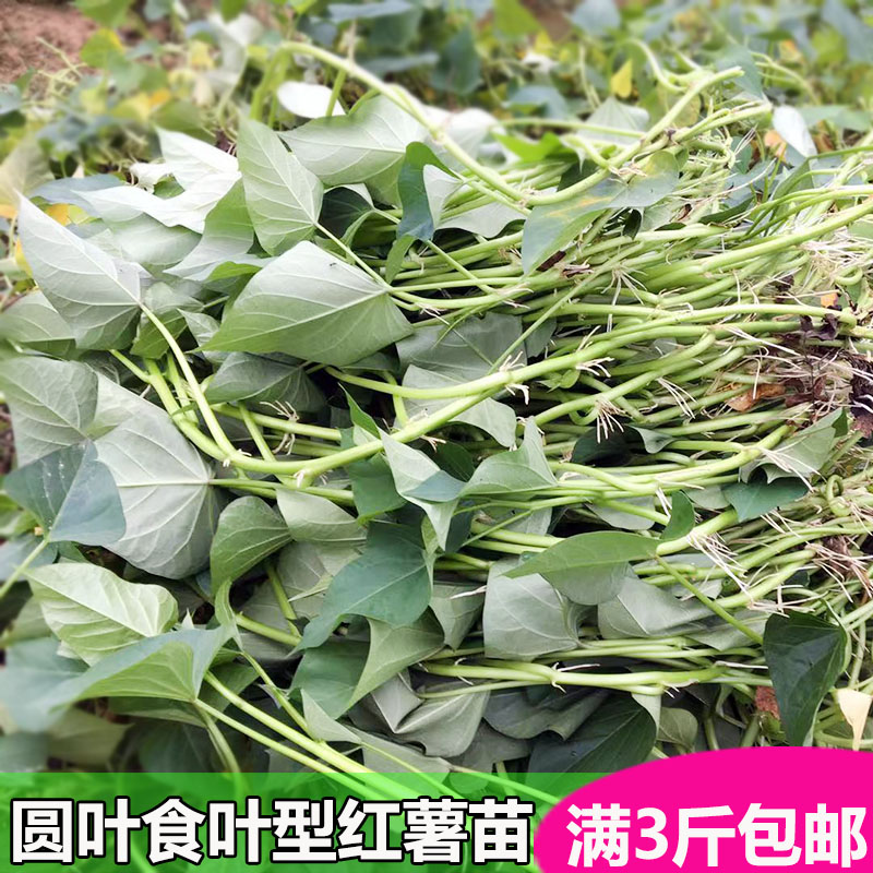 广东专吃叶子的红薯苗种 食叶型红薯苗秧 地瓜叶 番薯叶种植