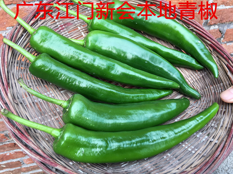 【广东水果青椒】新鲜现摘珠三角水果青椒微辣2斤农家特色美食