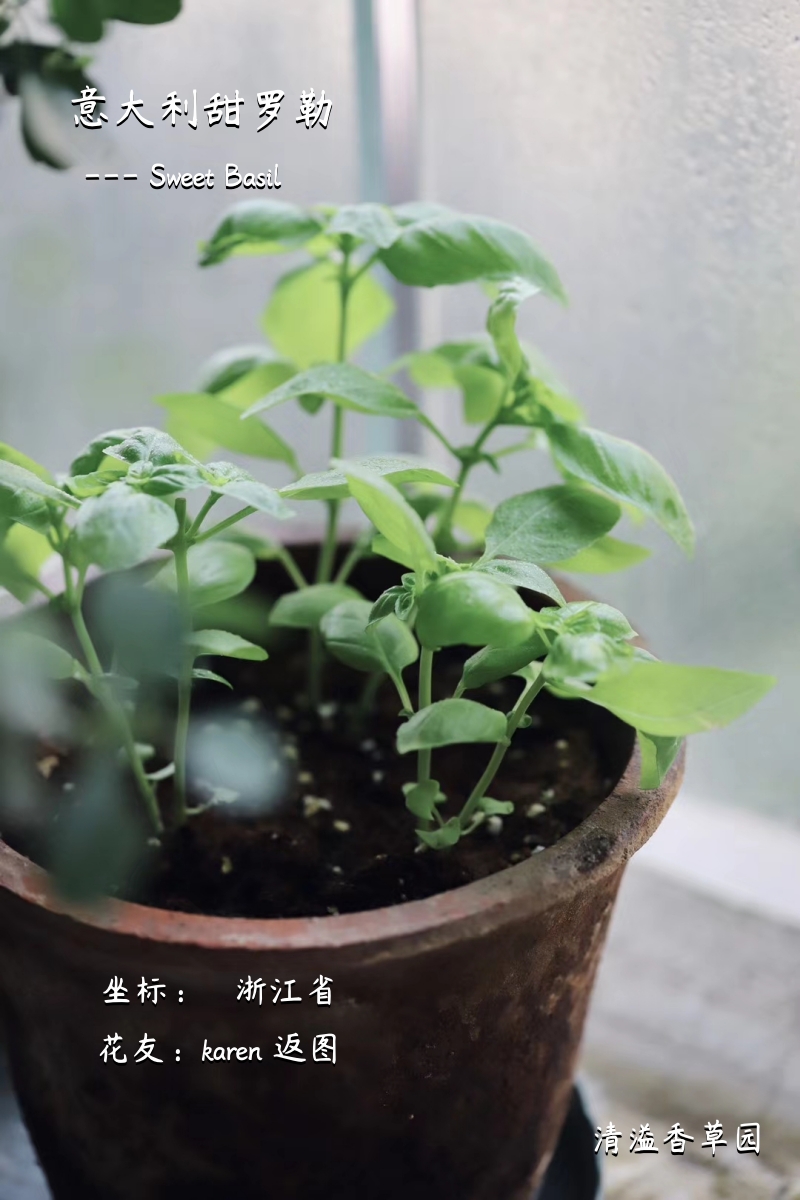 罗勒 Basil 意大利甜罗勒/台湾红骨九层塔 罗勒苗盆栽可食用品种