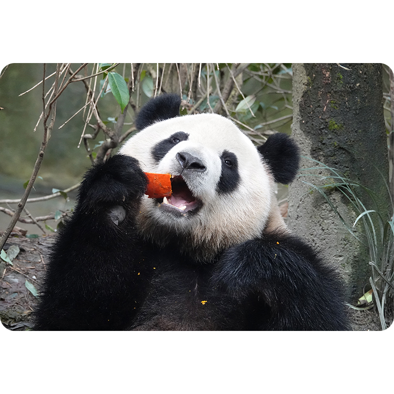 创意四川成都旅游纪念品实拍熊猫立体冰箱贴 清川至物3D渐变磁贴