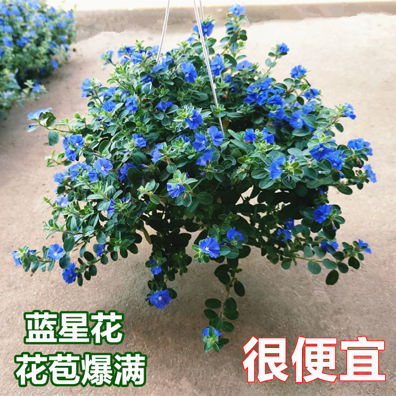 蓝星花盆栽垂吊开花植物蓝色花卉四季开花不断阳台庭院带花苞植物