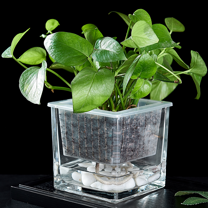水培器皿玻璃花盆方形白掌吊兰铜钱草绿萝水养植物透明创意容器瓶