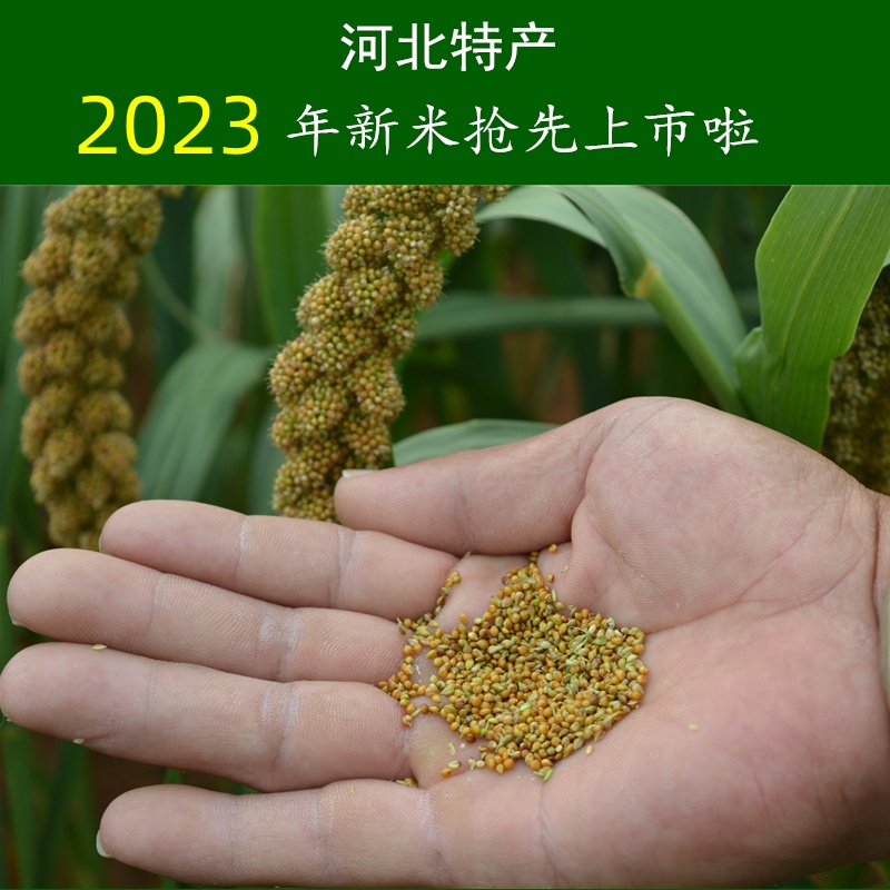 2023年小黄米河北特产行唐北河农家山区坡地小米毛毛谷黄小米五斤