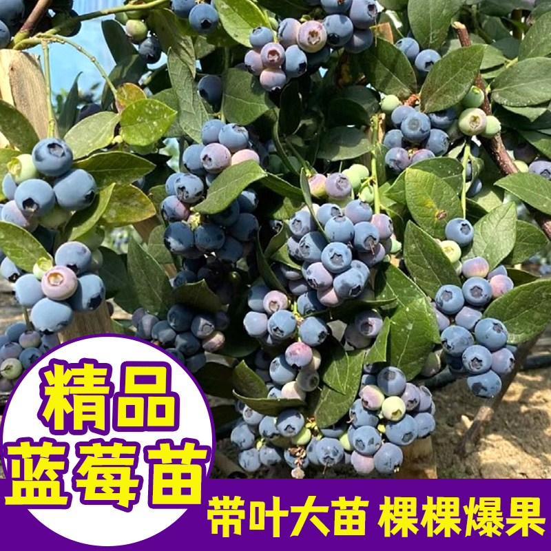 蓝莓树果苗带果蓝莓苗盆栽果树苗当年结果南北方种植兔眼特大阳