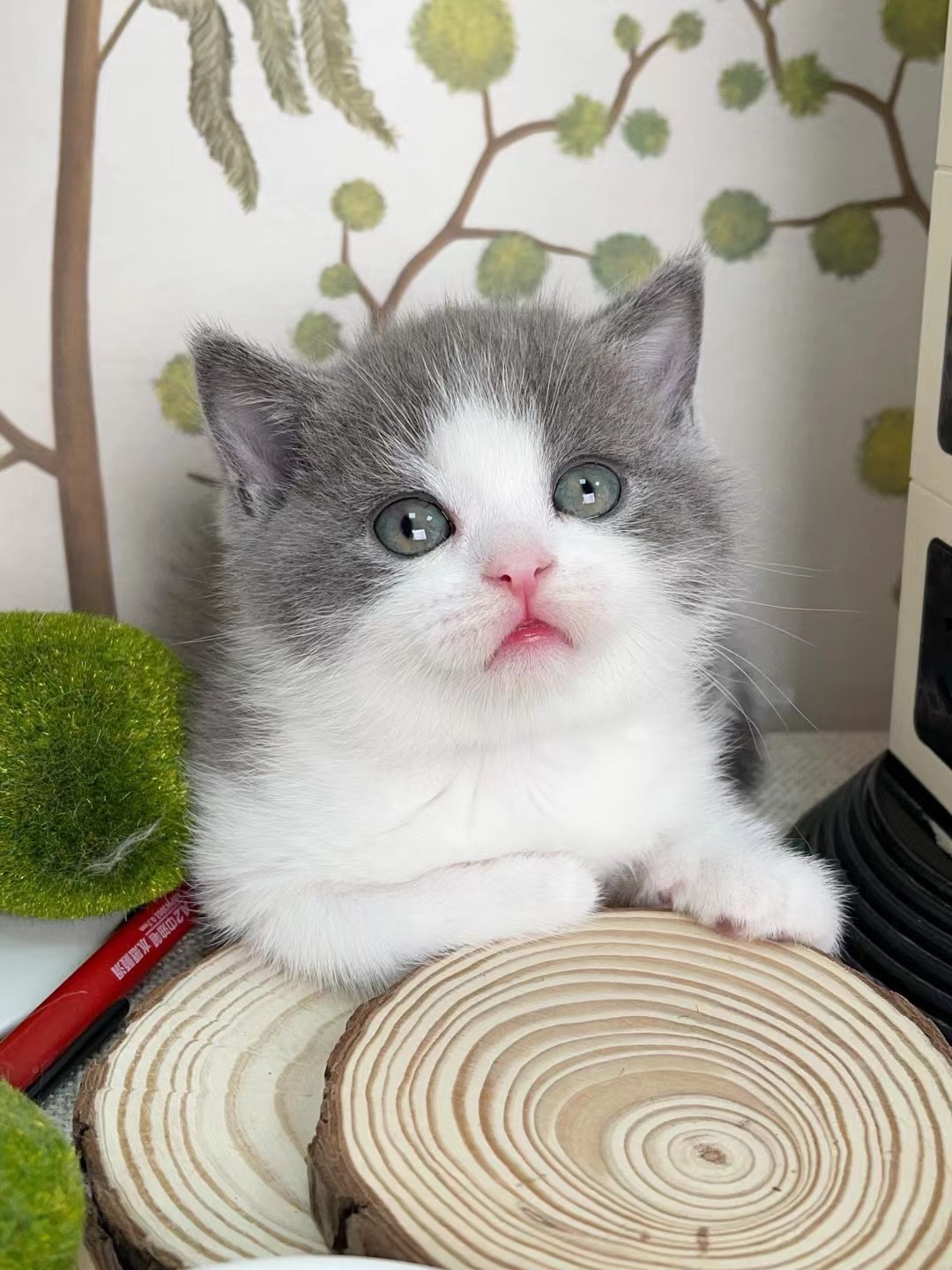 出售英短猫幼猫宠物猫活体幼崽曼康基矮脚猫蓝白猫开脸五粉家养猫