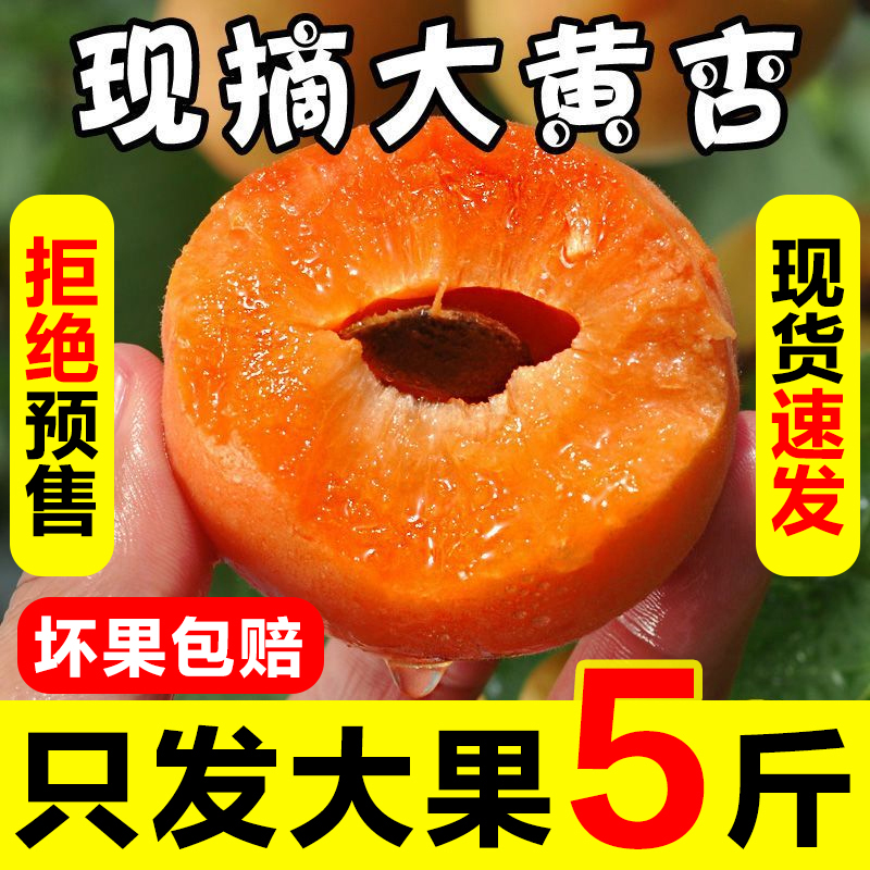 陕西金太阳大黄杏新鲜水果孕妇当季时令山西杏子酸甜可口5斤装