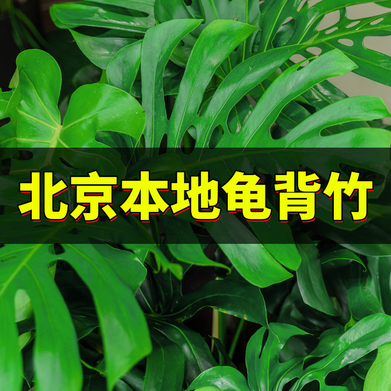 老桩龟背竹室内绿植吸甲醛客厅办公室大叶易活植物北京同城大盆栽