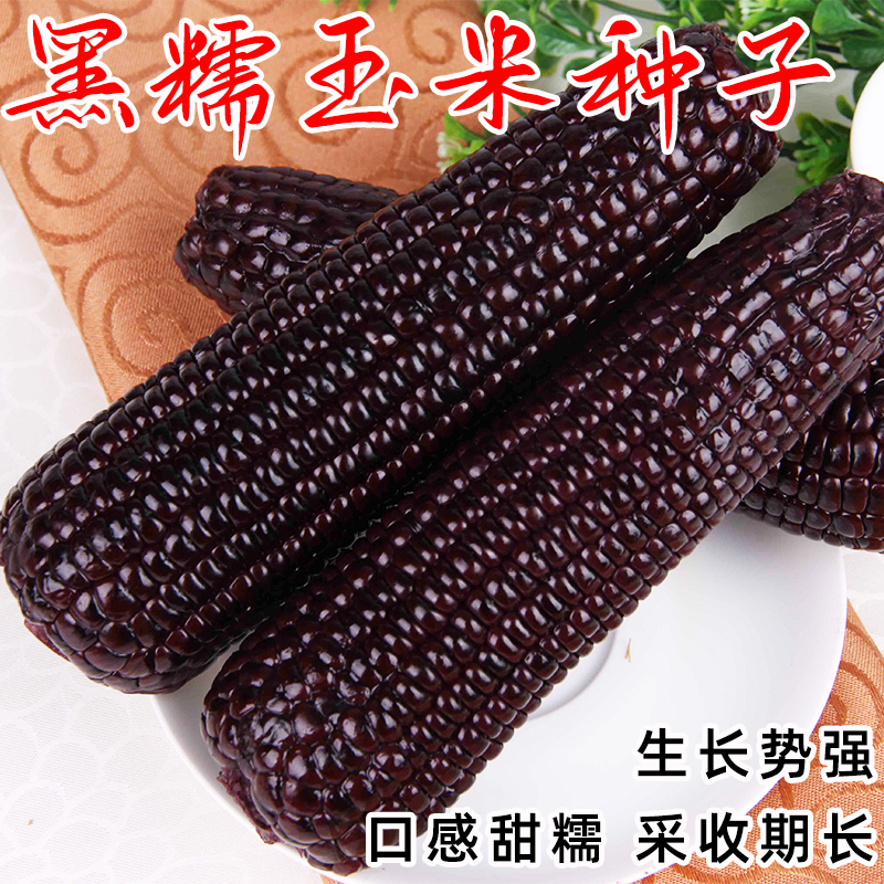 紫黑甜糯米玉米种籽黑珍珠水果玉米种子高产四季播种非转基因苞米