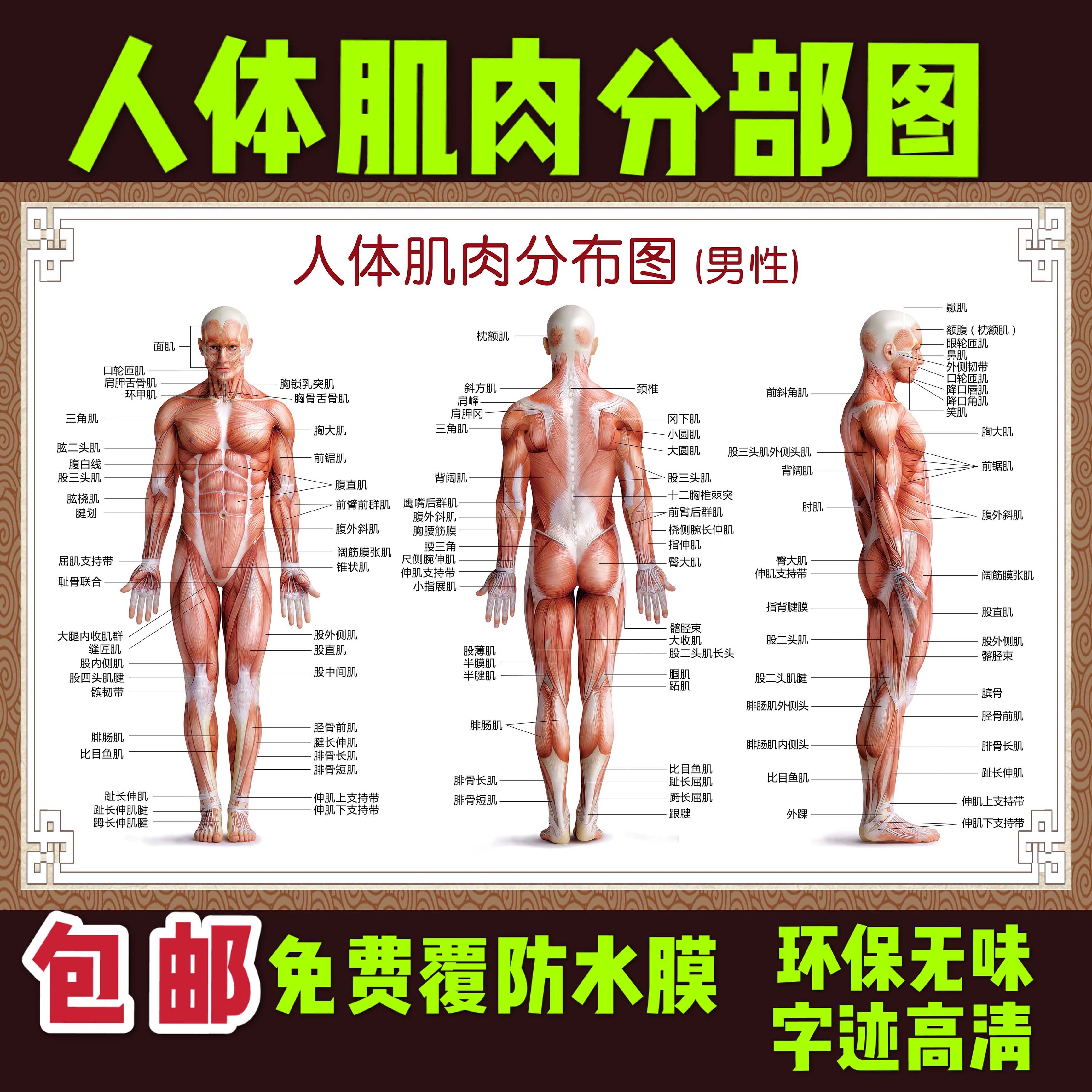 医院全身人体肌肉骨骼器官内脏解剖大挂图男性肌肉分布图海报横版