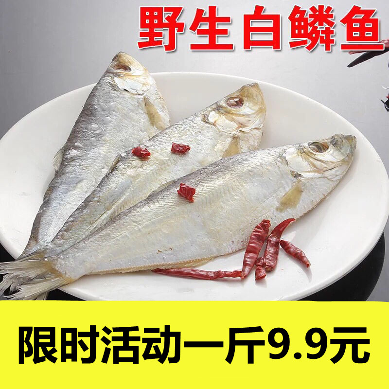 新货咸白鳞鱼白鳓鱼500g曹白鱼5成干白力鱼腌制咸鱼快鱼海鲜水产