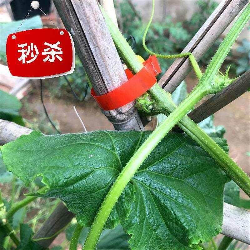 番茄绑枝机胶带绑枝器专用胶带 葡萄绑蔓器带子 绑枝带◆新款◆
