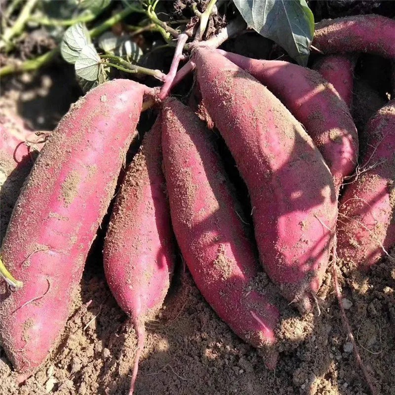 红芯红薯番薯精品西瓜红农家自种烤地瓜现挖山芋糖心蜜薯育苗专用
