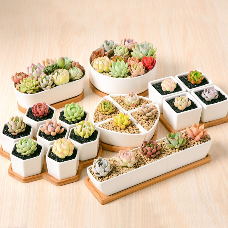 多肉植物专用小花盆套装陶瓷可爱个性创意带托盘长方形老桩瓷盆