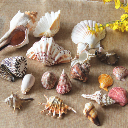 天然海螺贝壳珊瑚水族箱鱼缸造景装饰套装地中海工艺品创意漂流瓶