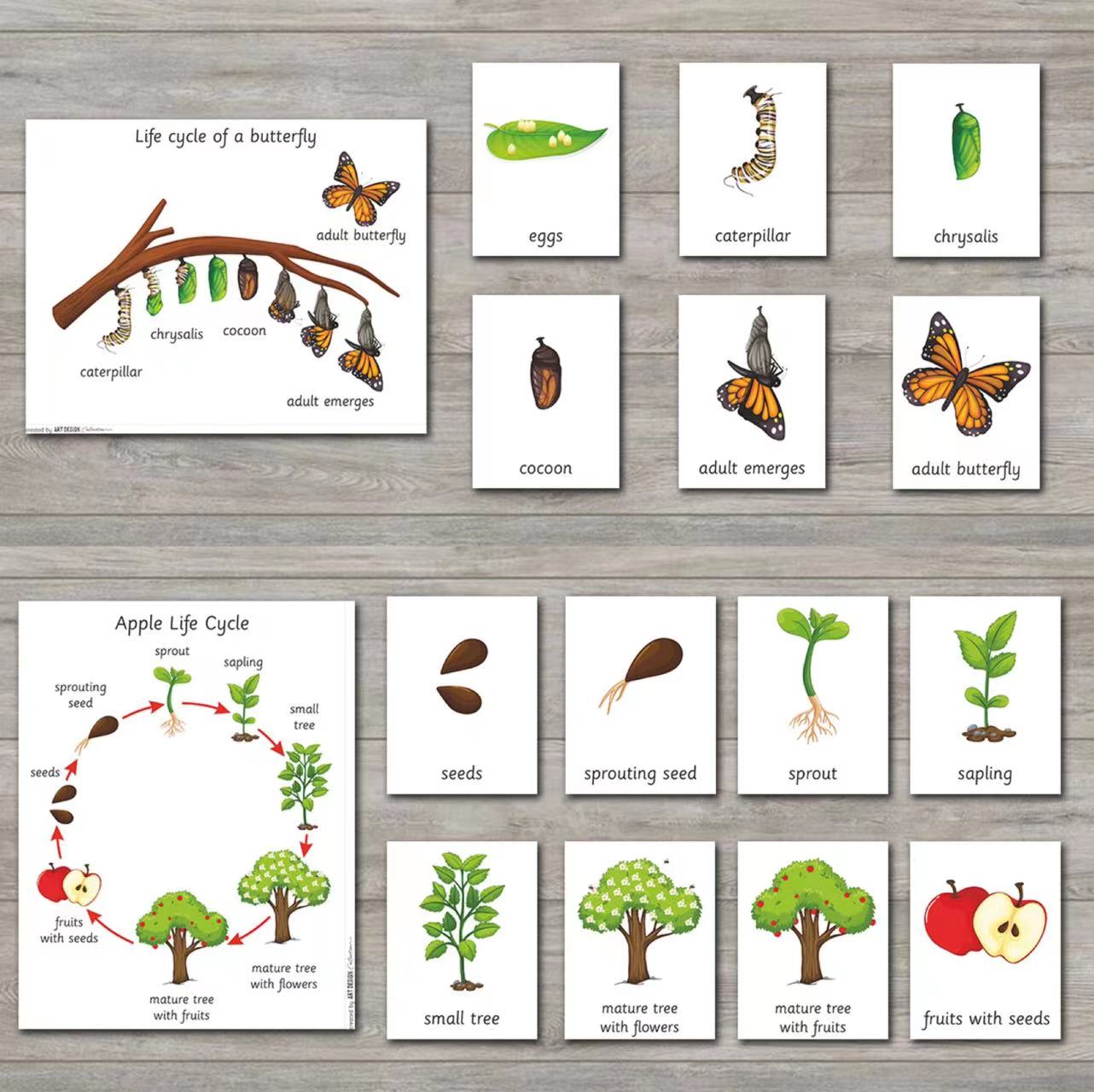life cycle动植物生长周期英文卡片闪卡幼儿园早教科学自然教具