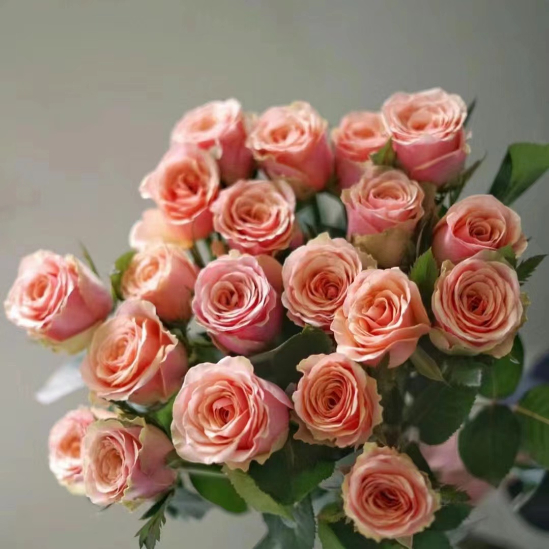 【满2件顺丰包邮】玫瑰鲜花鲜切水养真花室内插花家庭装饰昆明直