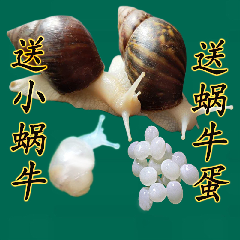 宠物白玉蜗牛活体巨型大蜗牛观赏科学实验幼儿园小蜗牛教学套装美