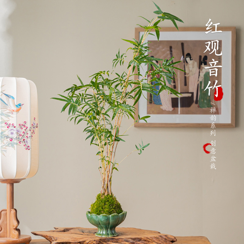 水培植物红观音室内盆栽苔藓球小叶米竹桌面绿植好养易活竹子花卉