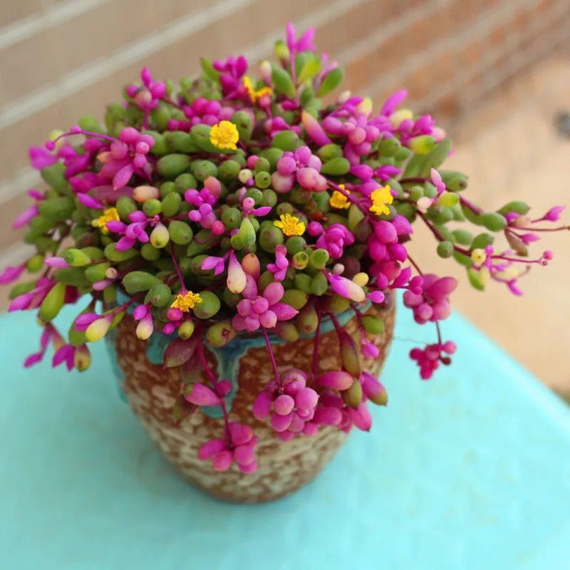 彩色紫玄月锦垂吊多肉花室内阳台绿植带香味景观植物带盆载好花卉