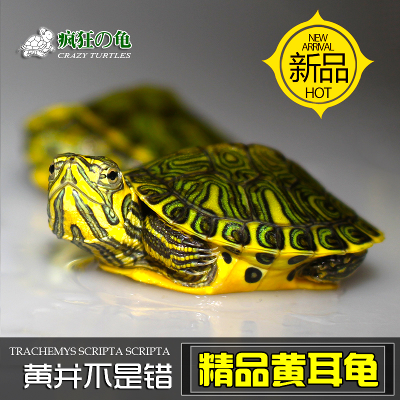 疯狂的龟 新手入门乌龟深水黄耳龟苗冷水龟招财龟长寿宠物龟
