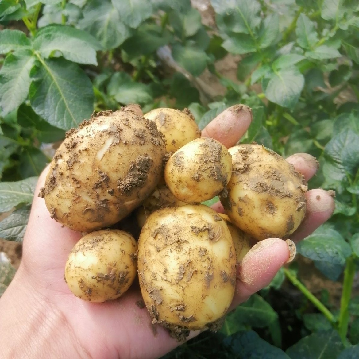 2024正宗四川农家当季新鲜小土豆迷你黄心现挖5斤土洋芋马铃薯