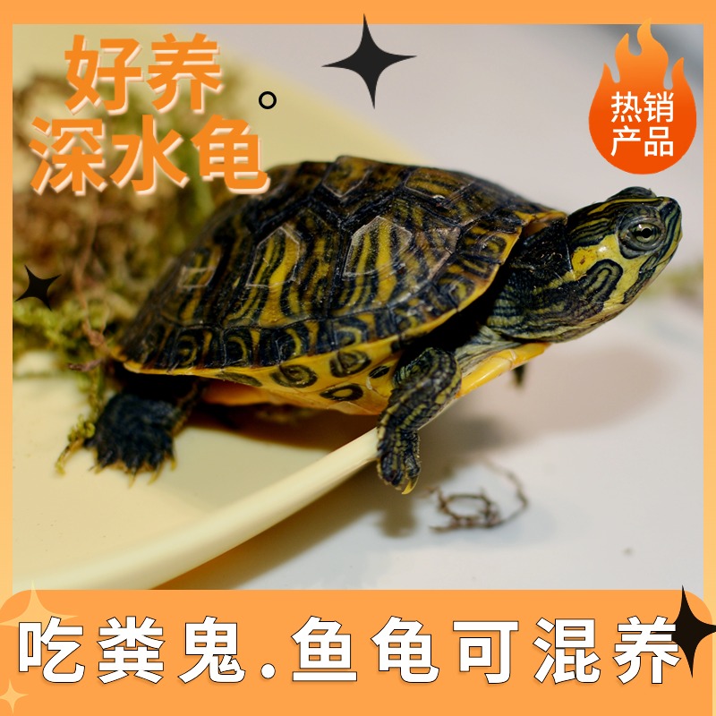深水黄耳龟吃粪龟鱼缸可混养冷水龟观赏懒人小宠物乌龟长寿龟包邮