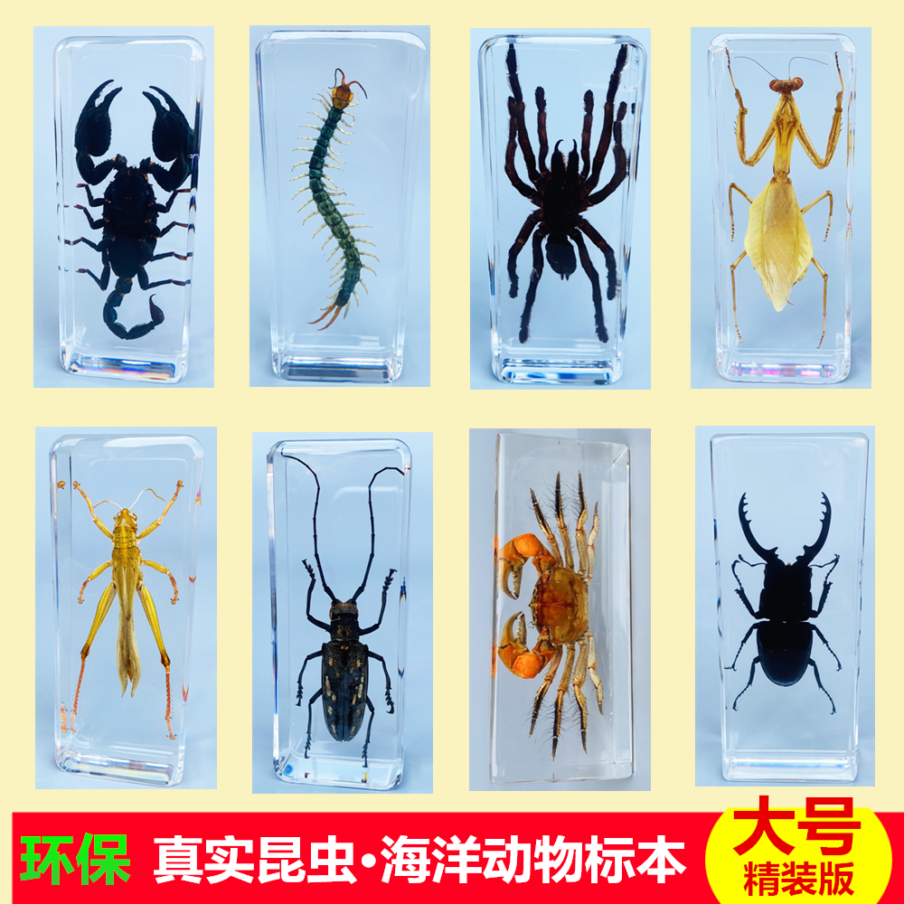 幼儿园真实海洋动物昆虫标本树脂章鱼天牛螃蟹蜘蛛蝎子蝗虫蜈蚣