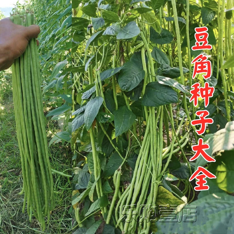 高产绿长豆角种子特长豇豆角种籽四季豆架豆芸豆春秋四季蔬菜种孑