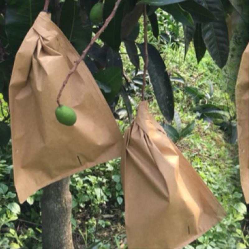 日本杏子桃子套加长大号橙子果树果实防虫袋套袋梨子包树上水果的