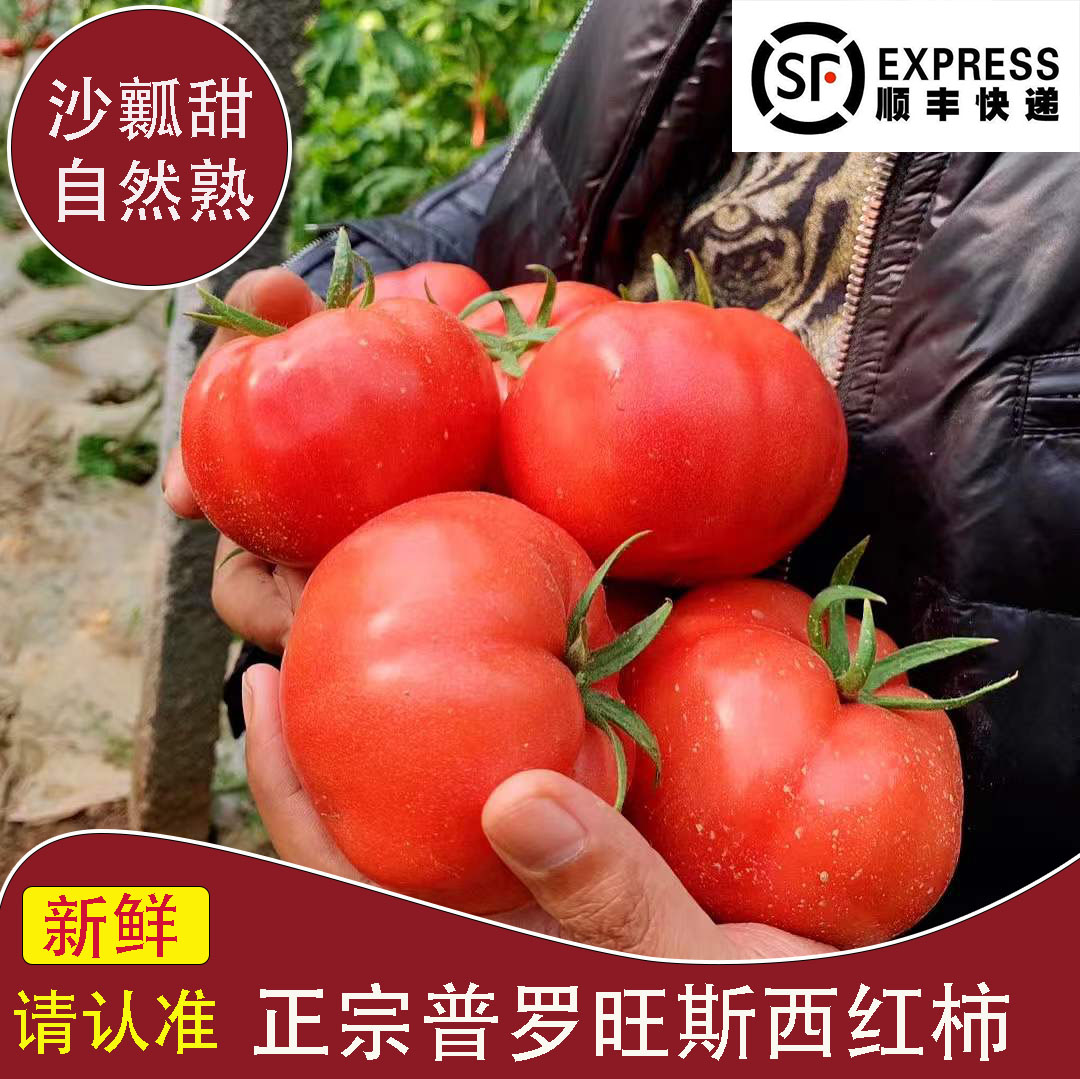 陕西泾阳普罗旺斯沙瓤西红柿自然熟当季新鲜水果生吃粉番茄孕妇