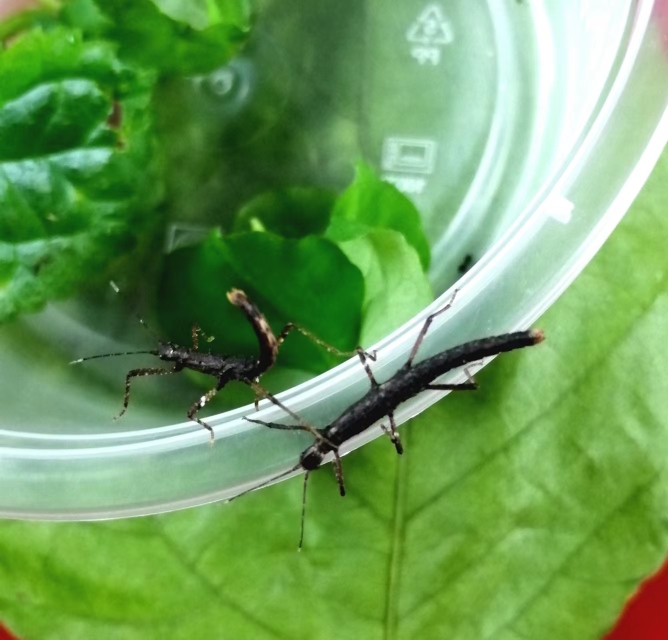 可上手爬宠昆虫 绿色棕色竹节虫己养定开食状态好