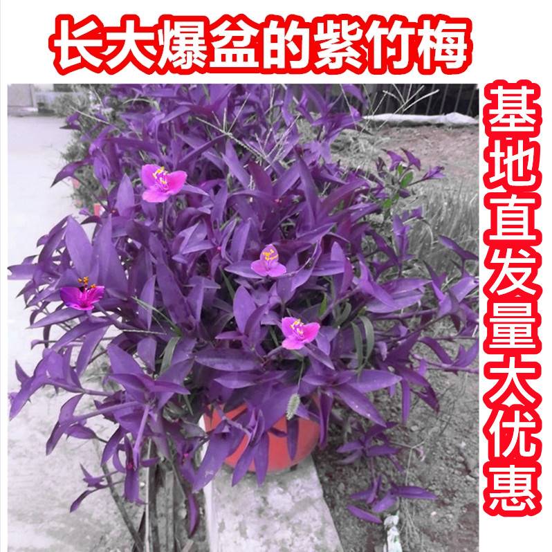 室外室内花卉绿植盆栽紫色吊兰紫竹梅紫罗兰喜光好养植物鸭芷草