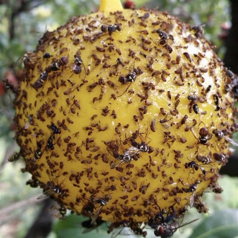 新品粘虫球丝瓜果实蝇贴诱蝇球针蜂马蜂色引诱剂果蝇诱捕器双面黄