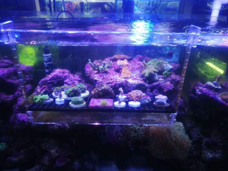 珊瑚支架亚克力基座断枝架繁殖纽扣基座珊瑚架断肢架繁殖鱼缸配件