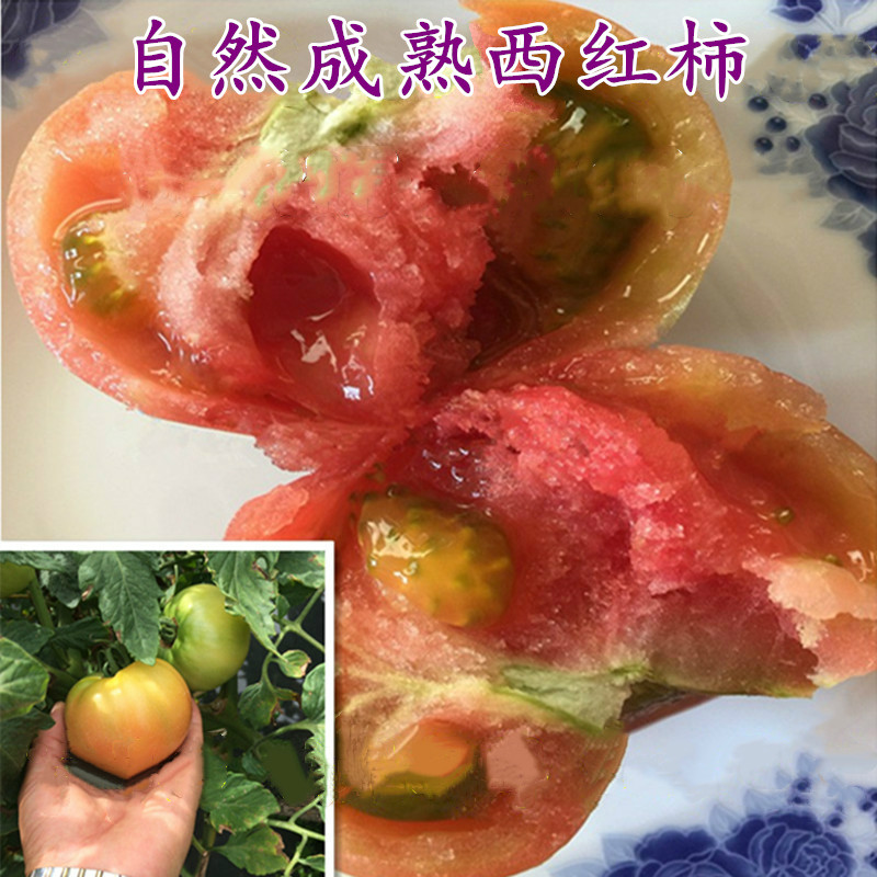 洋柿子小伙特产农家蔬菜番茄东北自然成熟西红柿1000g包邮