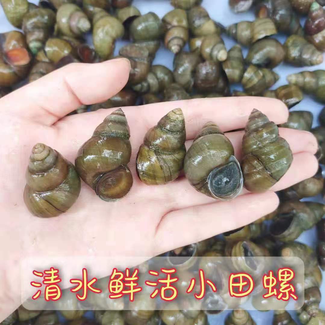 5斤新鲜田螺活体螺蛳活的石螺包活泥螺清水螺丝螺蛳肉水产包邮
