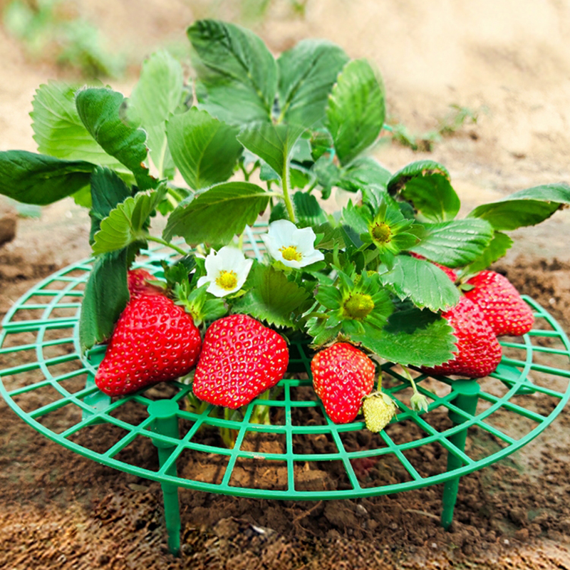 花架草莓支架太阳花托盘架子盆栽果实防倒护叶支撑架新款园艺用品