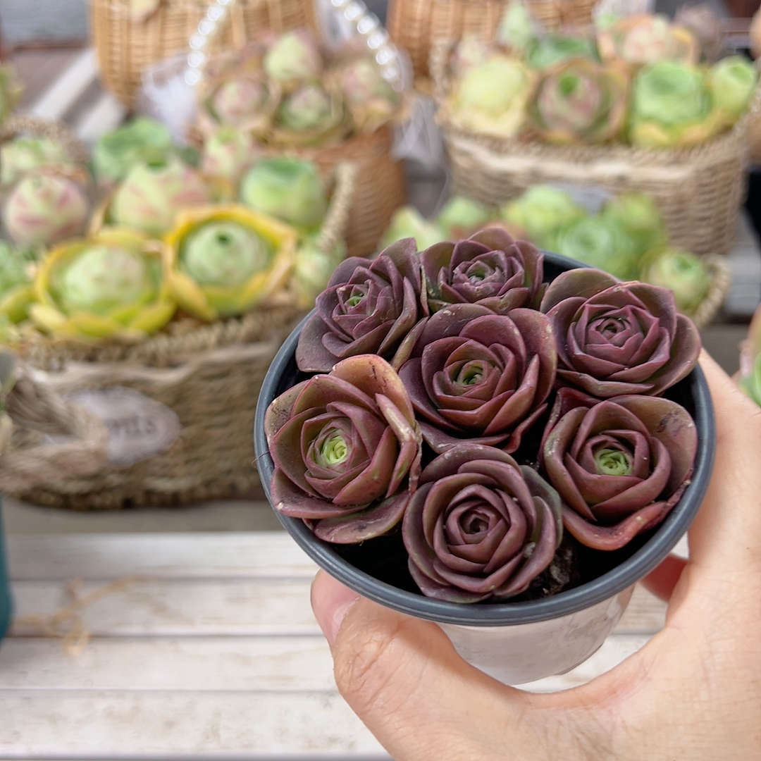紫帕组合 大型帕尔马小苗山地玫瑰组合 多肉植物 室内绿植盆栽