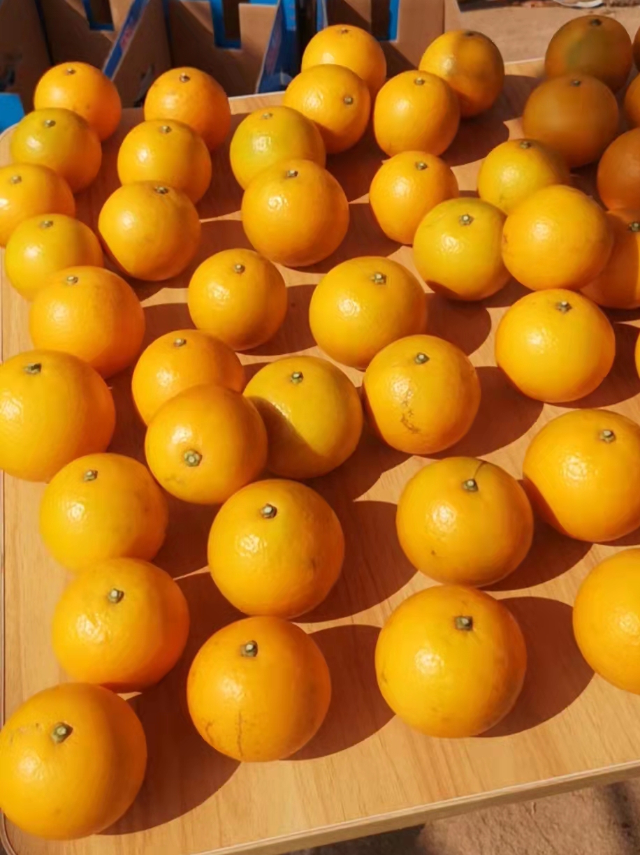正宗红江橙红江农场众乐橙园红橘头大果型甜度15以上