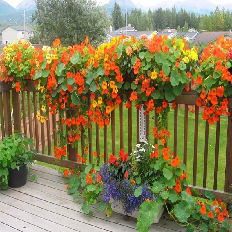 旱金莲种子多年生室内外易种活夏秋开花盆栽花卉种籽庭院阳台植物