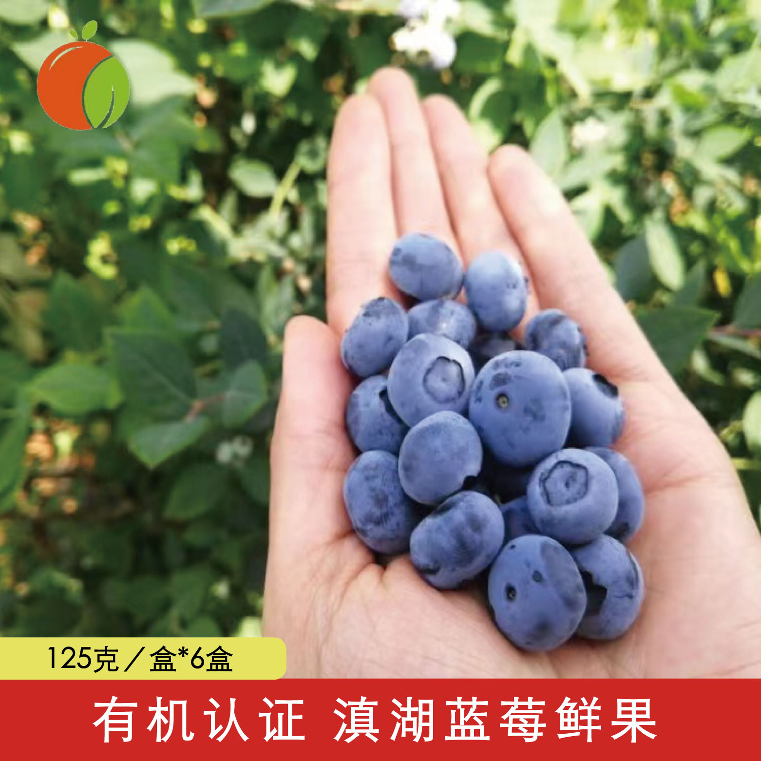 有机认证 云南滇湖蓝莓鲜果 香甜多汁果味浓郁口感丰富 顺丰空运