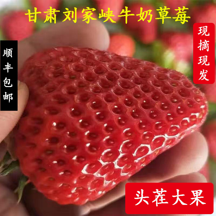 甘肃刘家峡红颜牛奶奶油草莓新鲜当季孕妇水果巧克力现摘带箱4斤