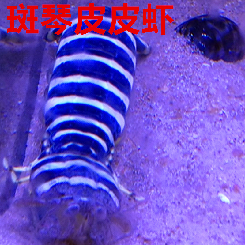 斑琴皮皮虾活体 斑马条纹虾 海水鱼缸观赏宠物 水族箱宠物 顺丰