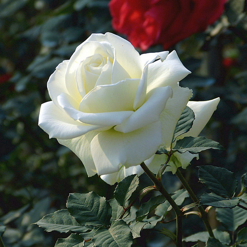 白色玫瑰花 坦尼克 白雪公主 大花浓香切花月季花苗四季开花纯白