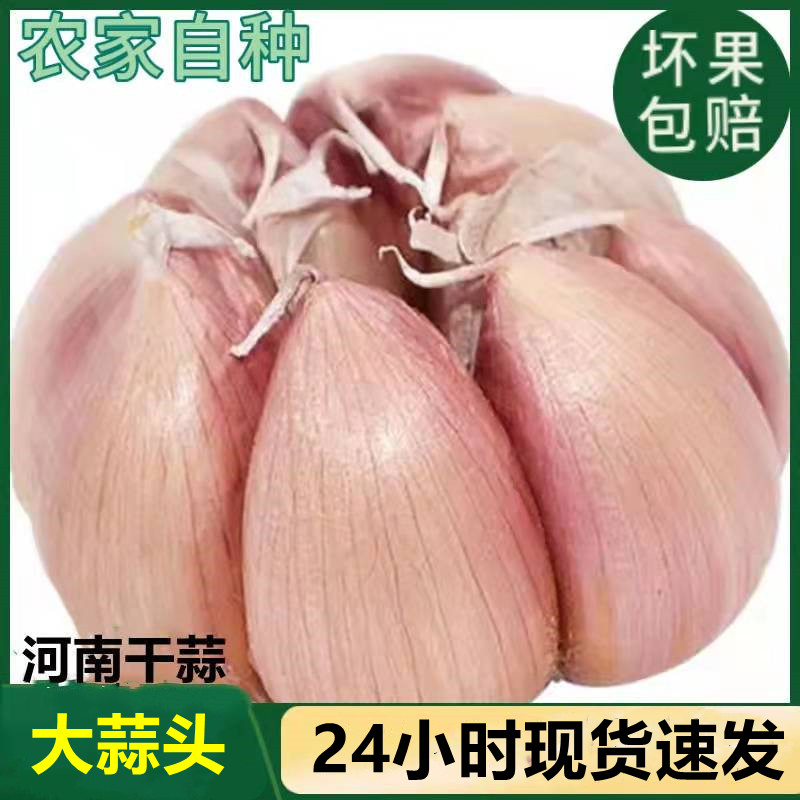 【批发价】农家干大蒜头新鲜紫白皮2/3/5/10斤装干蒜低价蒜头新蒜
