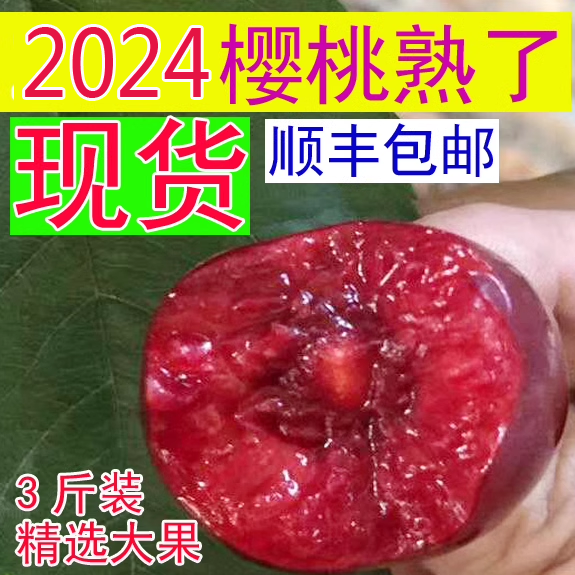 现货2024山东美早大樱桃新鲜水果国产车厘子樱珠果园直发