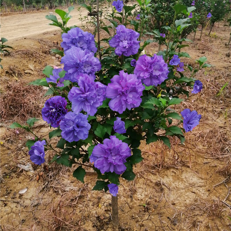 日本重瓣木槿花卉盆栽树苗紫玉蓝莓冰沙阳台庭院棒棒糖植物大花