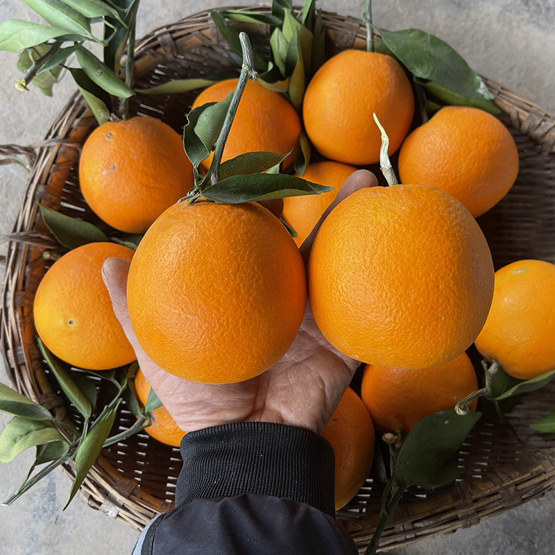 伦晚脐橙当季现摘湖北秭归橙子新鲜水果超甜大整箱手剥橙包邮